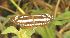 Neptis hylas