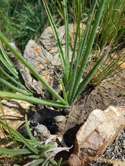 Aloe verecunda