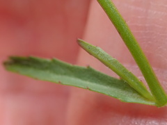 Lobelia flaccida flaccida