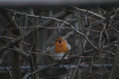 Erithacus rubecula