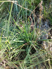 Aloe verecunda