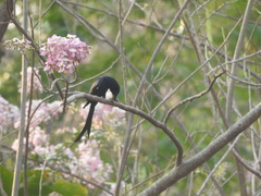 Dicrurus macrocercus