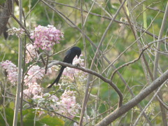 Dicrurus macrocercus