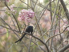 Dicrurus macrocercus