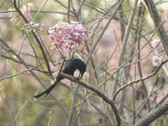 Dicrurus macrocercus