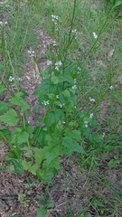 Alliaria petiolata