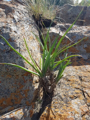 Aloe verecunda