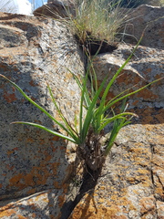 Aloe verecunda