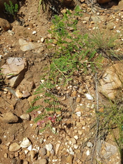 Indigofera oxytropis