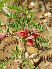 Indigofera oxytropis