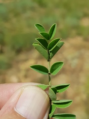 Indigofera oxytropis