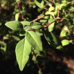 Fuchsia thymifolia