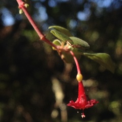 Fuchsia thymifolia