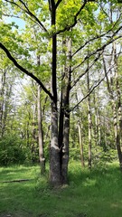 Quercus robur