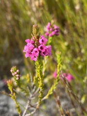 Erica pulchella