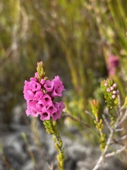 Erica pulchella