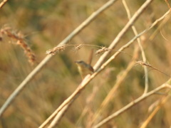 Prinia sylvatica