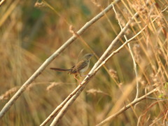 Prinia sylvatica