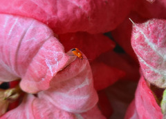 Ambracius dufouri
