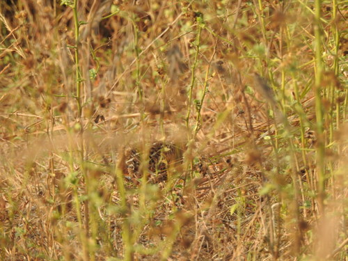 Jungle Bush Quail (Perdicula asiatica), photo 10