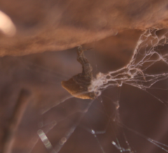 Uloborus plumipes