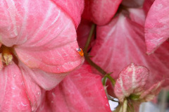 Ambracius dufouri