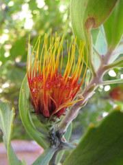 Leucospermum mundii
