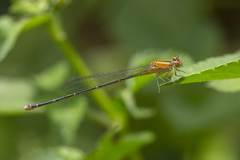 Pseudagrion australasiae