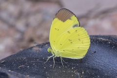 Eurema sari