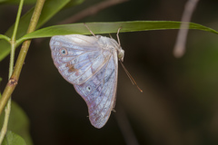 Eulaceura osteria