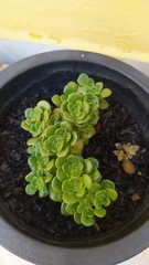 Sedum