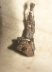 Uloborus plumipes