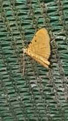 Notarcha quaternalis