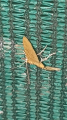 Notarcha quaternalis
