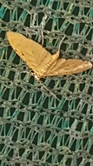 Notarcha quaternalis