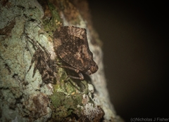 Cotylana angustifrons