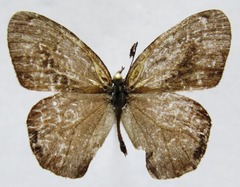 Cyllopsis pephredo