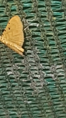 Notarcha quaternalis