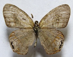 Cyllopsis pephredo