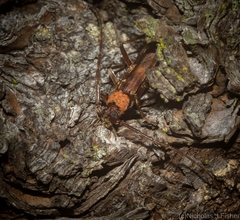 Diotimana undulata