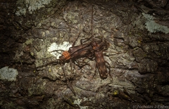 Diotimana undulata
