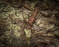 Diotimana undulata