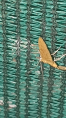 Notarcha quaternalis