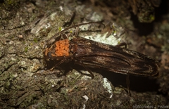 Diotimana undulata