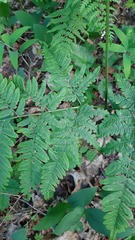 Pteridium pinetorum