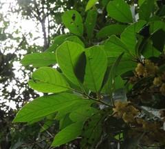 Litsea leefeana