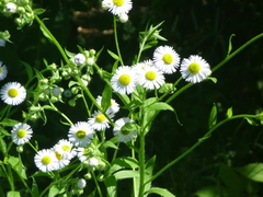 Erigeron annuus