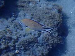 Chromis limbata