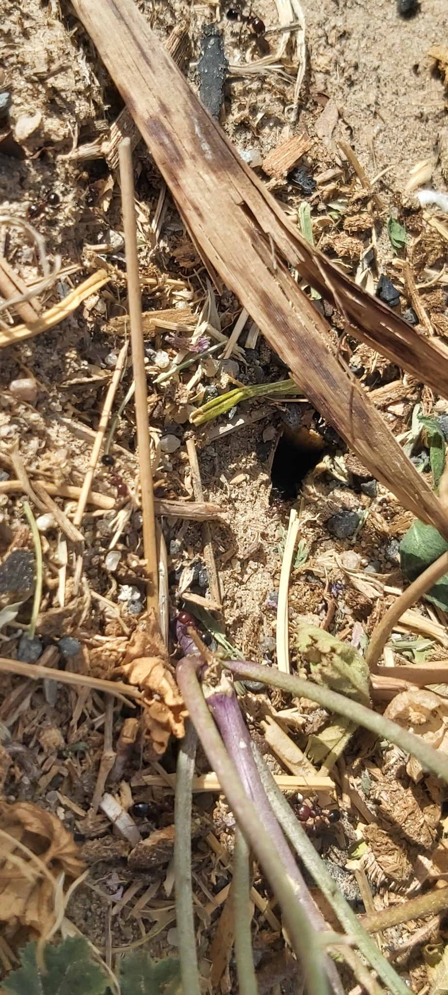 Cataglyphis adenensis