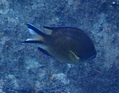 Chromis limbata